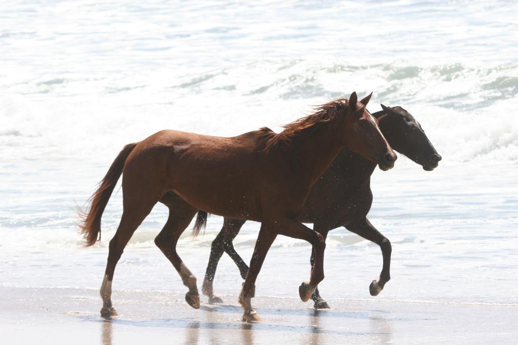 Playa Santa Teresa  Santascabinas المظهر الخارجي الصورة